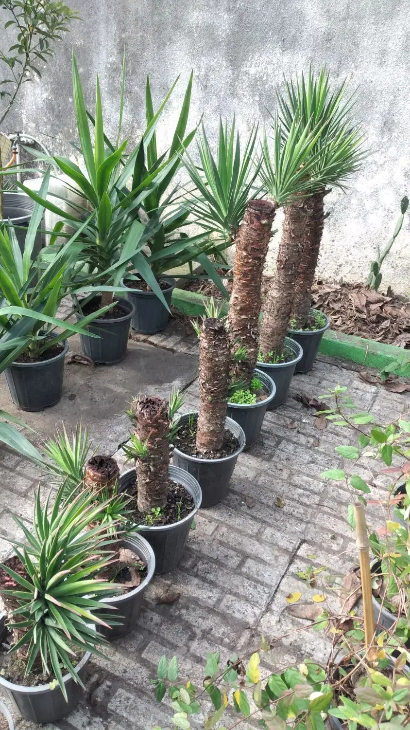 بونسای یوکا گونه خاص|گل و گیاه طبیعی|بندر انزلی, کوی آزادگان|دیوار