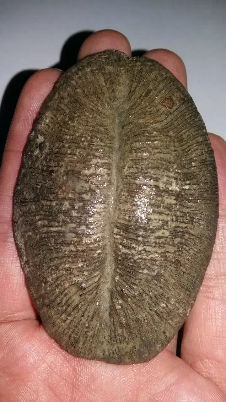 سنگ کلکسیونی|کلکسیون اشیاء عتیقه|علی‌آباد کتول, |دیوار