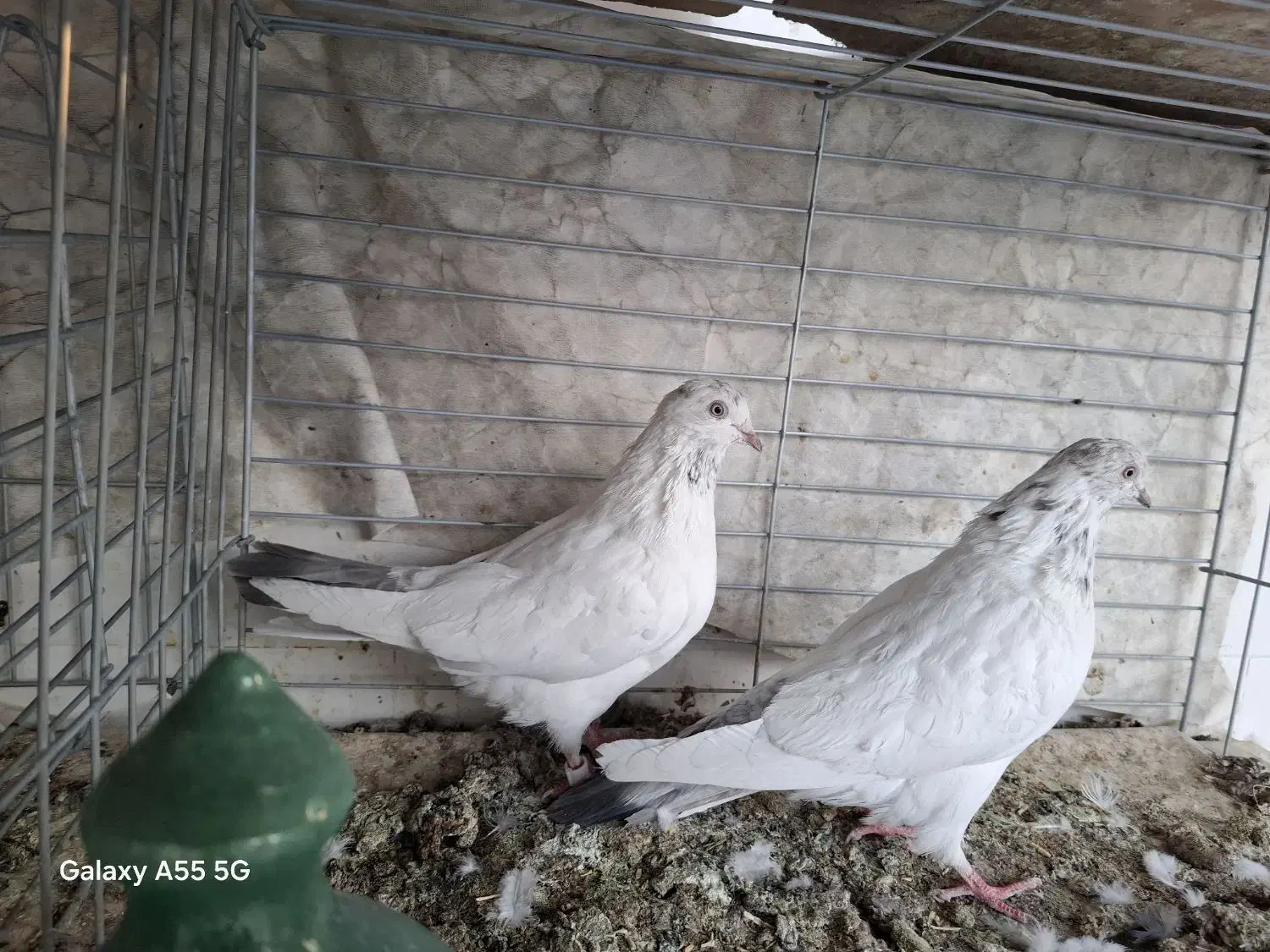 کبوتر پرشی، به شرط|پرنده|قم, حنیف نژاد|دیوار