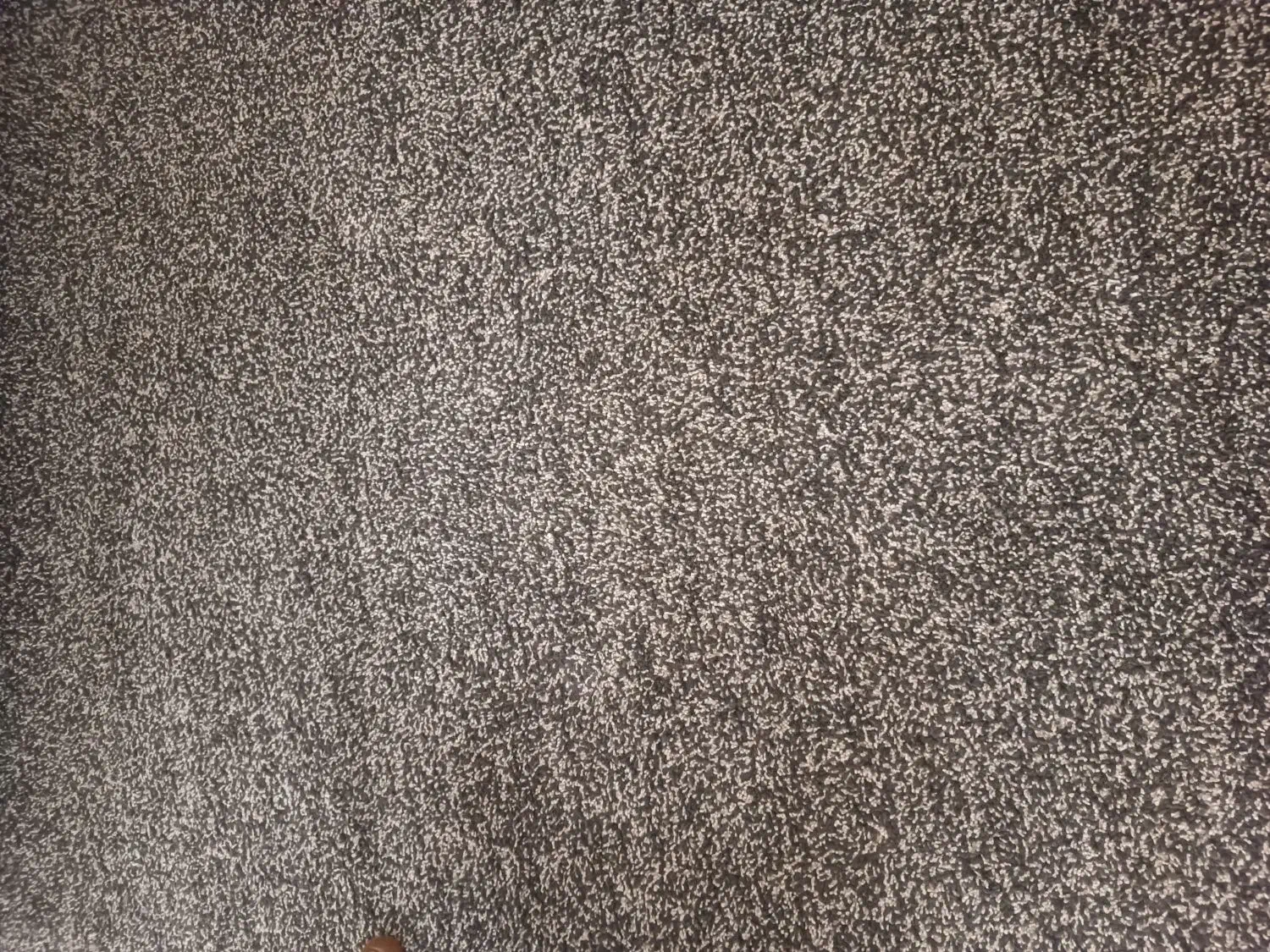 پالاز موکت ۶ متری|موکت|مریوان, |دیوار