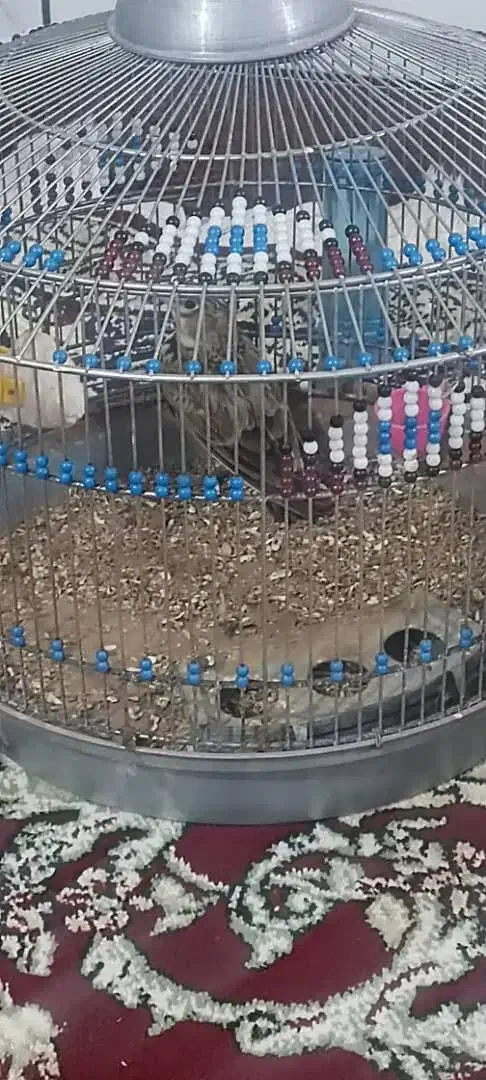 قناری|پرنده|مسجد سلیمان, |دیوار