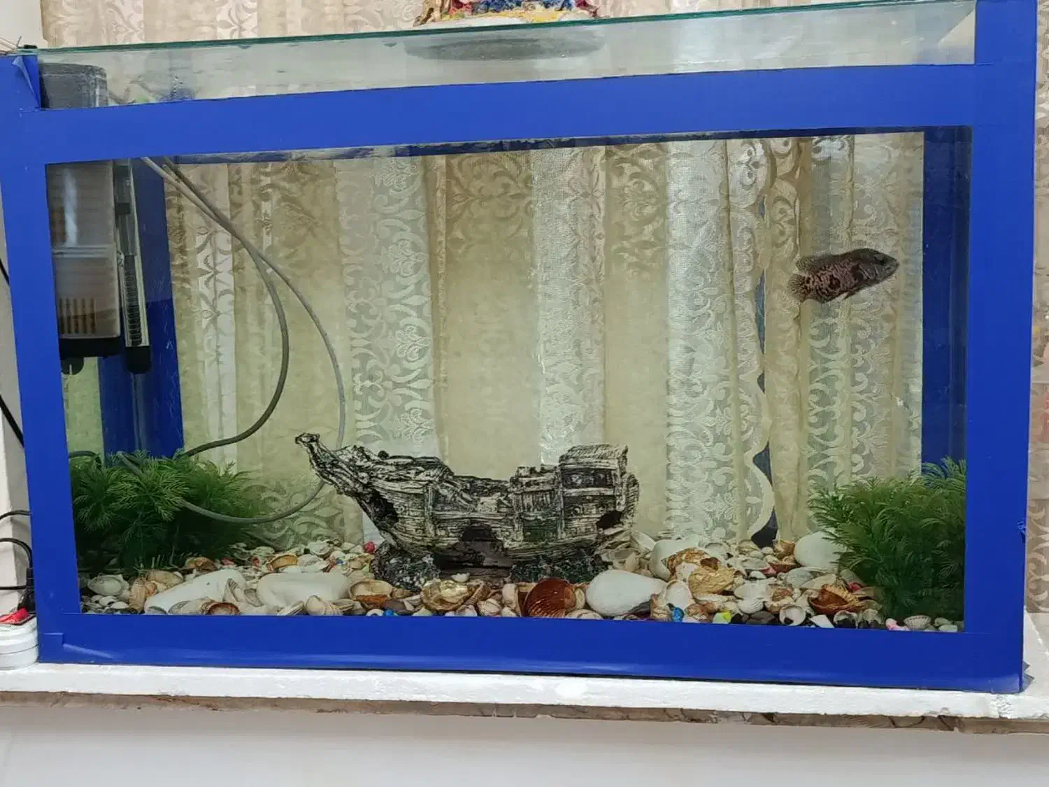 آکواریوم ماهی|ماهی|فردیس, داوری|دیوار