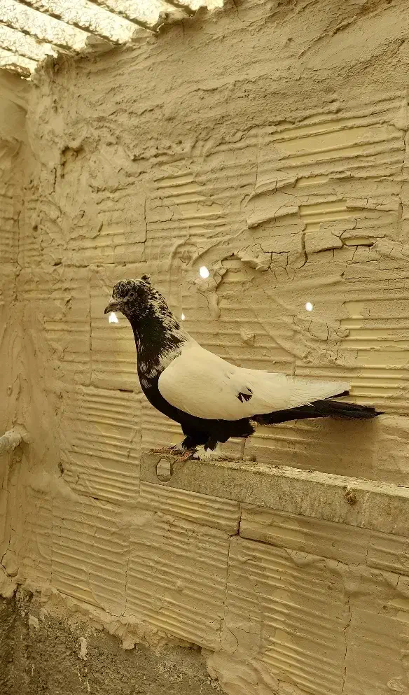 کفتر|پرنده|قم, سید معصوم|دیوار