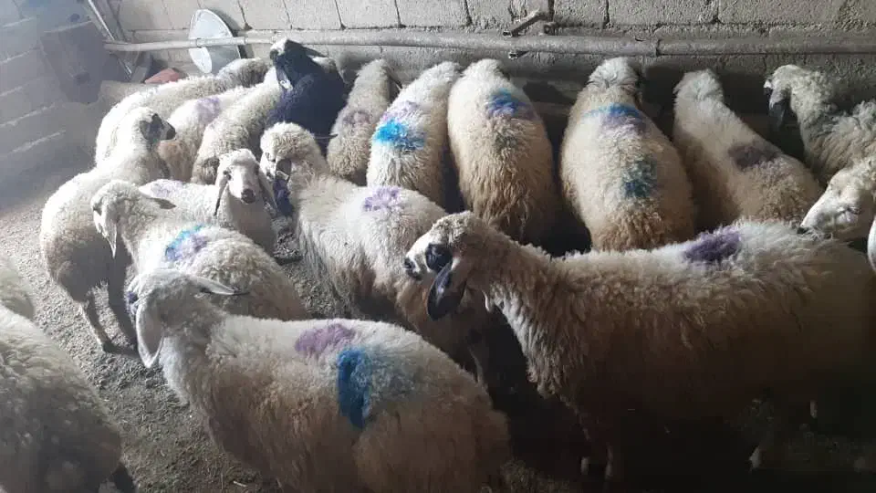 گوسفند زنده|خدمات پذیرایی، مراسم|تهران, طرشت|دیوار