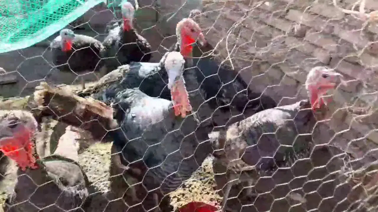 غاز|حیوانات مزرعه|خوی, |دیوار