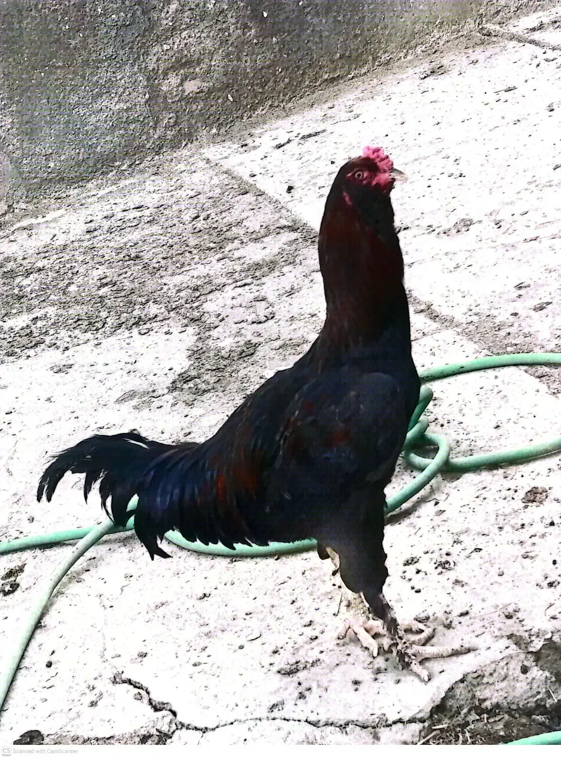 سالم|حیوانات مزرعه|چناران, |دیوار