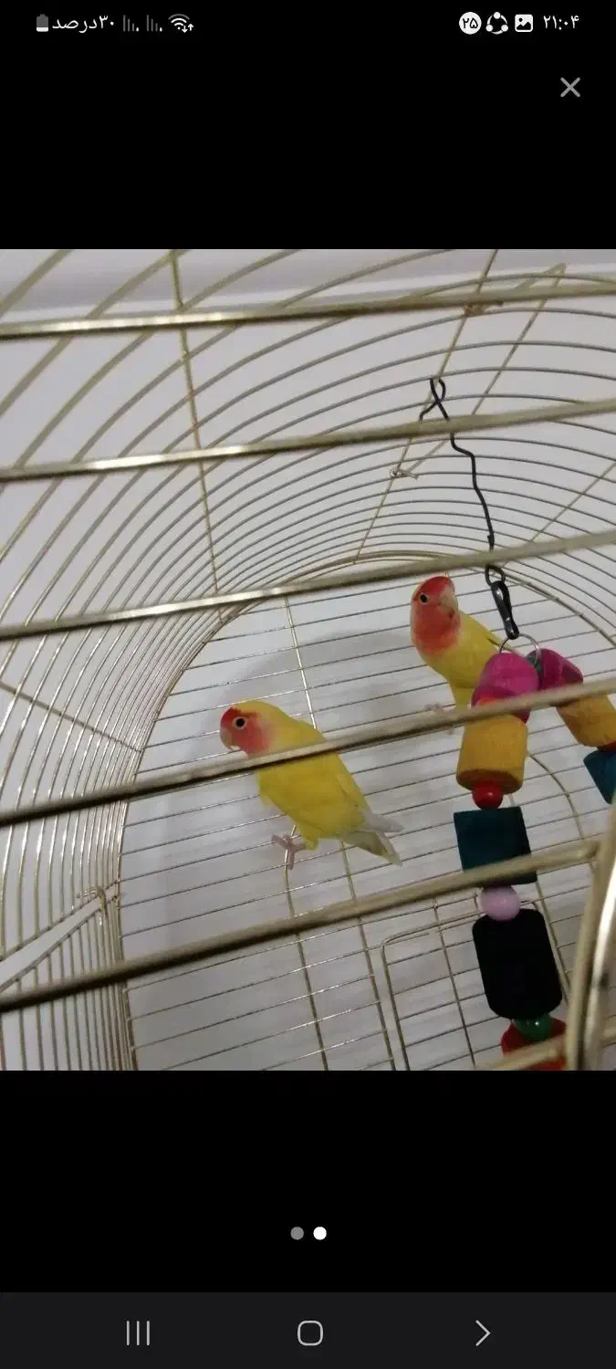 کوتوله برزیلی صورت هلویی نر و ماده مولد|پرنده|قم, چهل درخت|دیوار