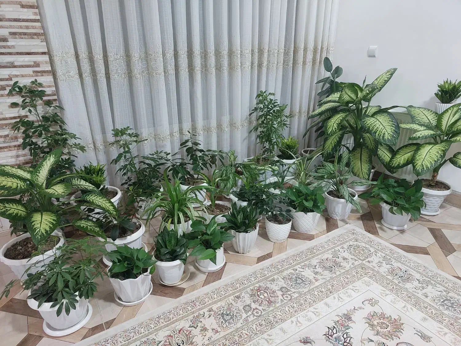 گلهای زیبا با گلدانهای زیبا|گل و گیاه طبیعی|مبارکه, |دیوار