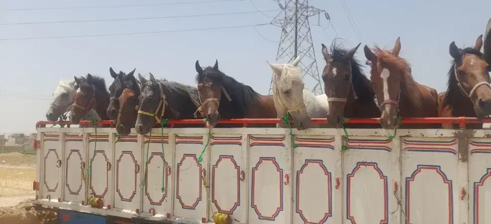 خریدوفروش اسب|اسب و تجهیزات اسبسواری|ثلاث باباجانی, |دیوار