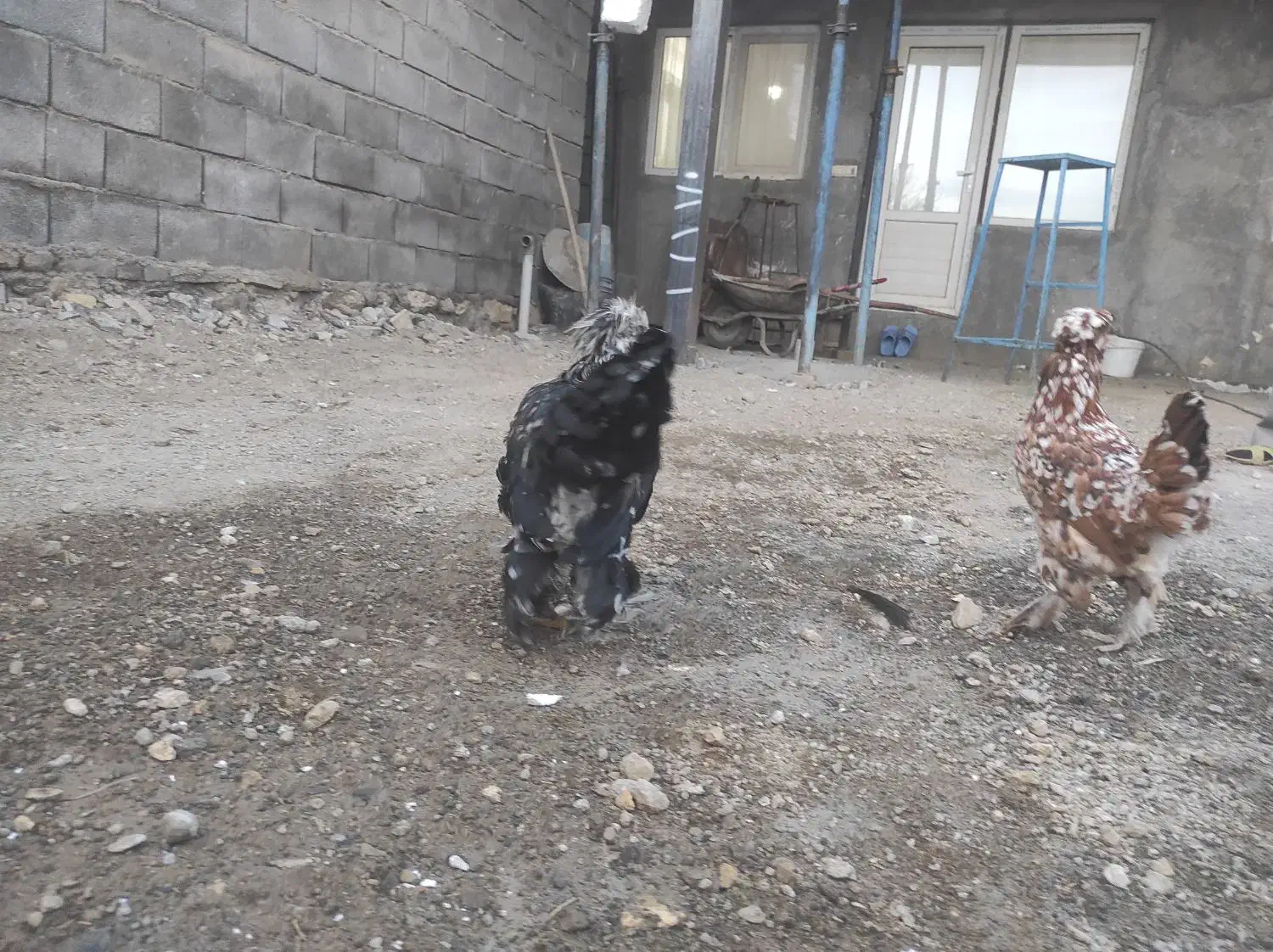 ۱۲عدد مرغ و خروس لهستانی کاکلی و پرپا|حیوانات مزرعه|قلقل رود, |دیوار