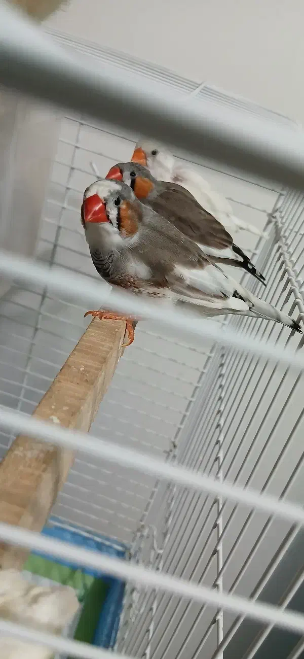 فنچ|پرنده|رودسر, |دیوار