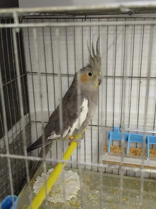 دو عدد عروس هلندی|پرنده|تبریز, |دیوار