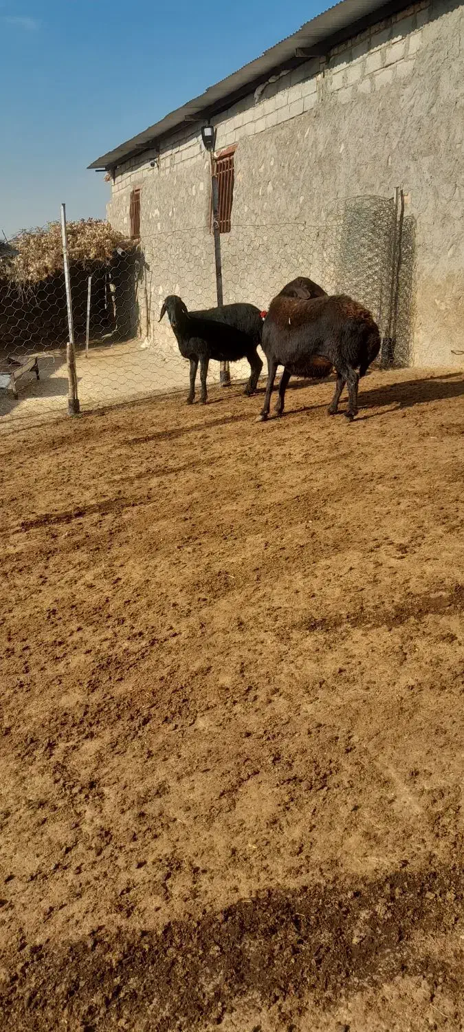 میش داشتی|حیوانات مزرعه|چگنی, |دیوار