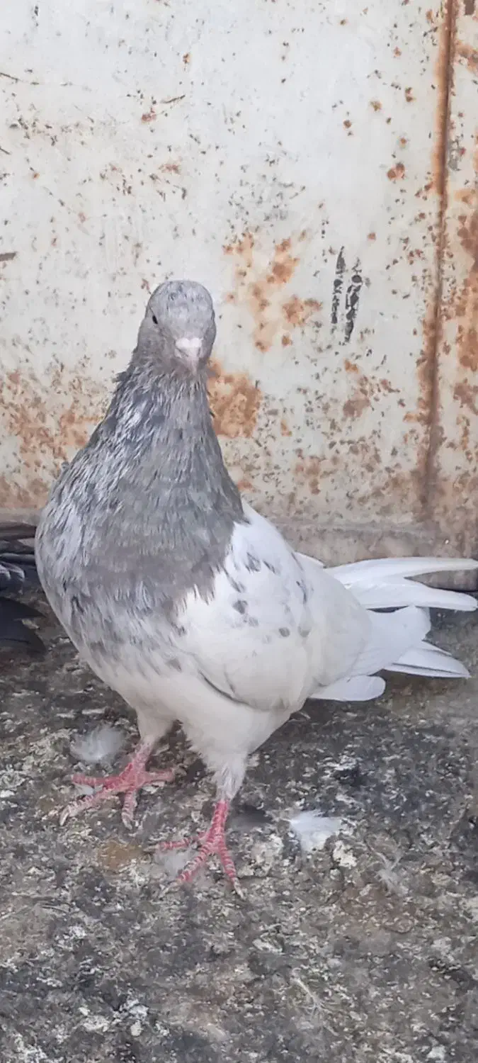 کفتر ماده تخمگذار|پرنده|شیروان (خراسان), |دیوار