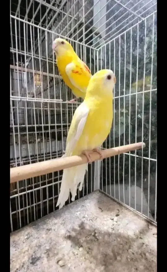 مینا عروس هلندی گرینجیک و مرغ عشق طوطی|پرنده|میناب, |دیوار