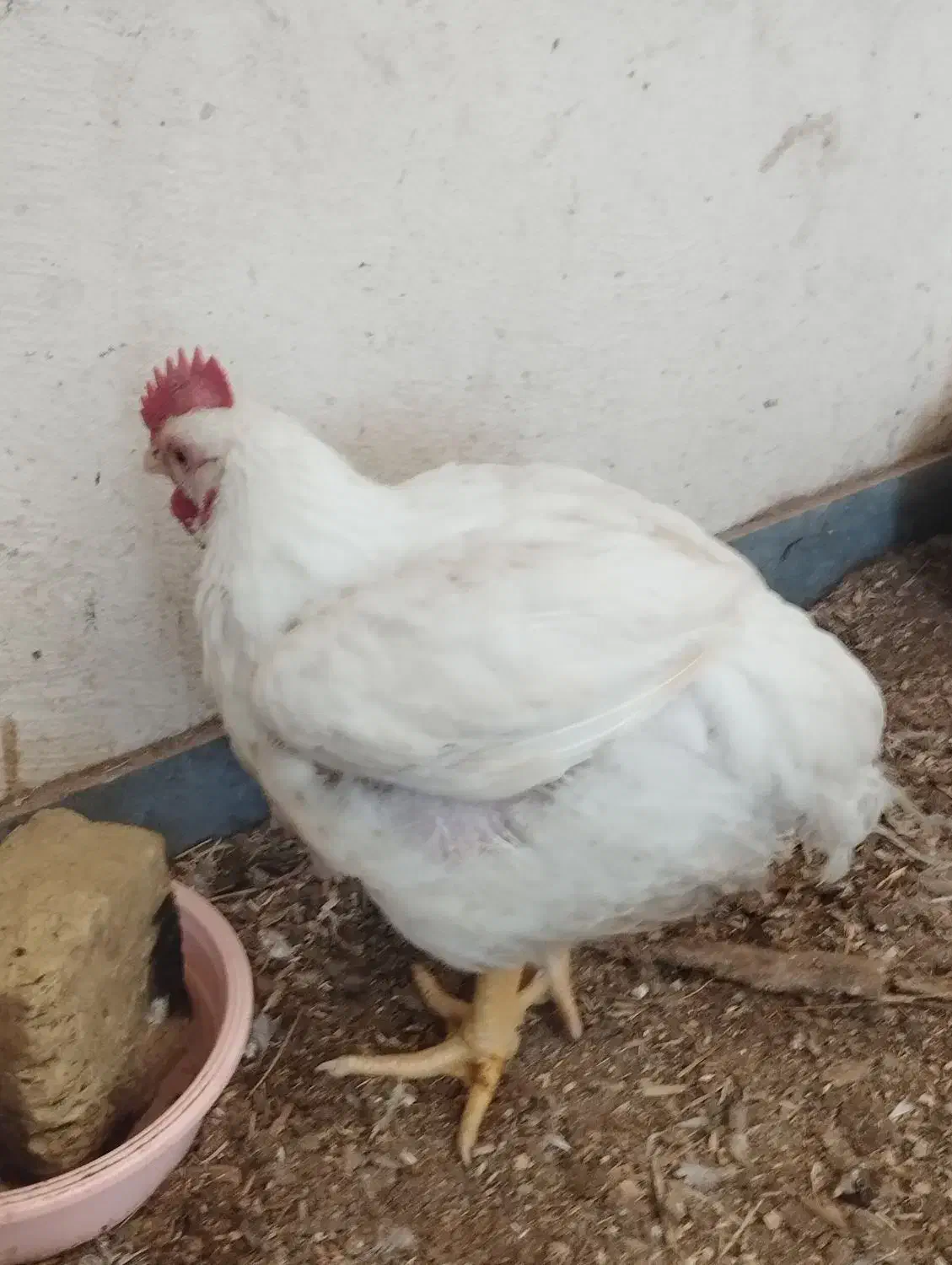 مرغ گوشتی|حیوانات مزرعه|همدان, |دیوار