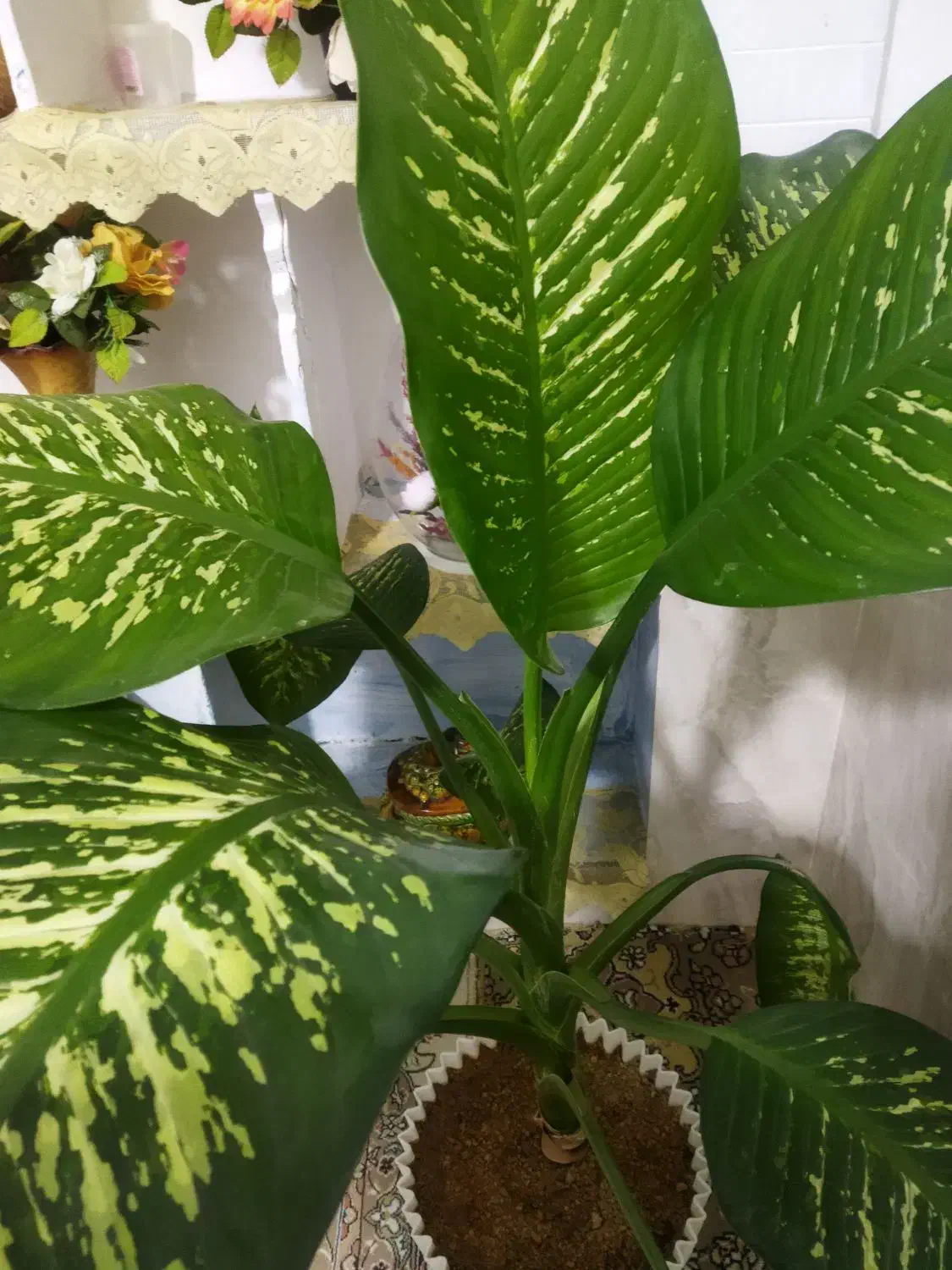 گل دیفن باخیا|گل و گیاه طبیعی|بجنورد, |دیوار