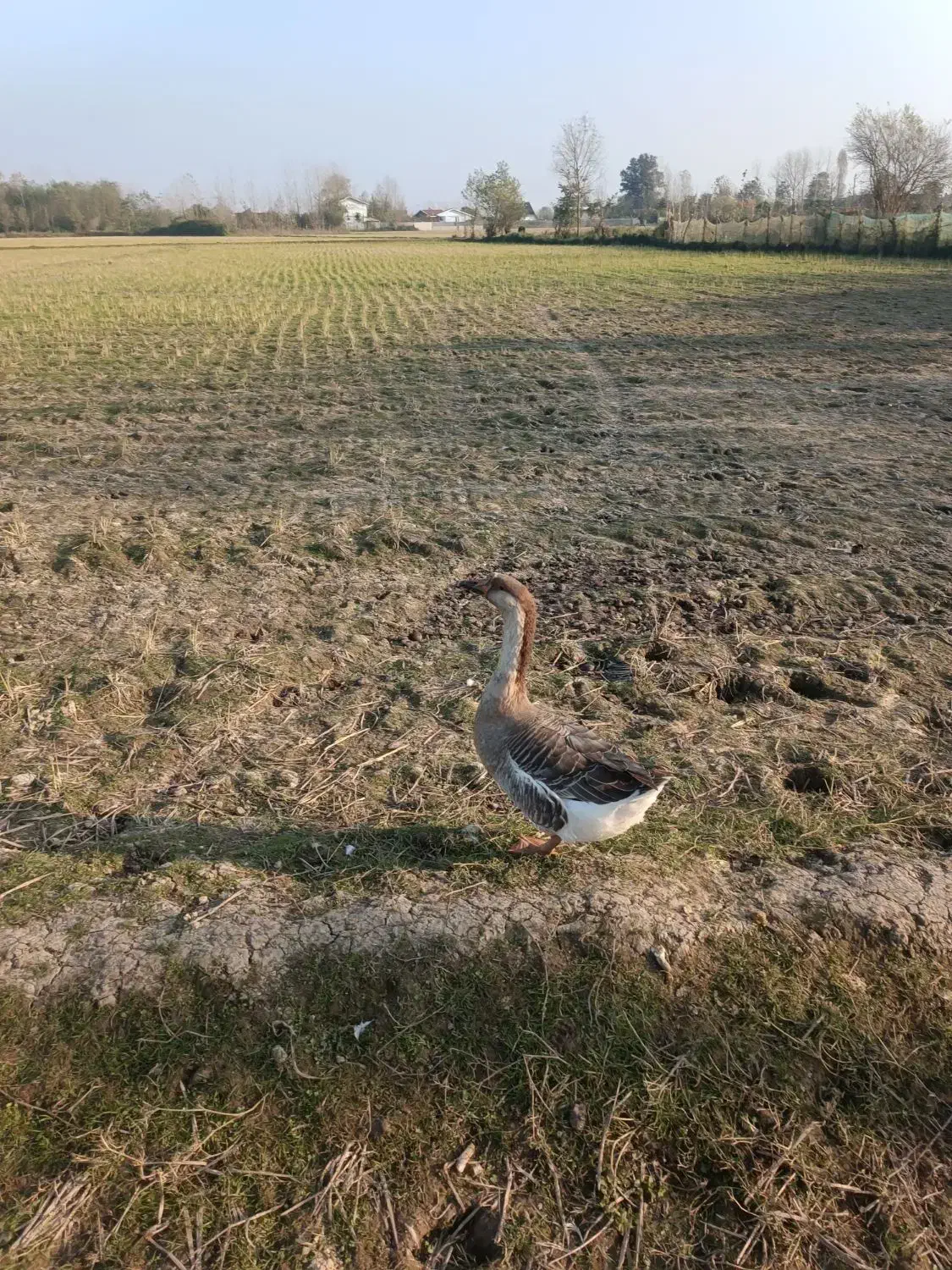 قو غاز|حیوانات مزرعه|رشت, هلال احمر|دیوار