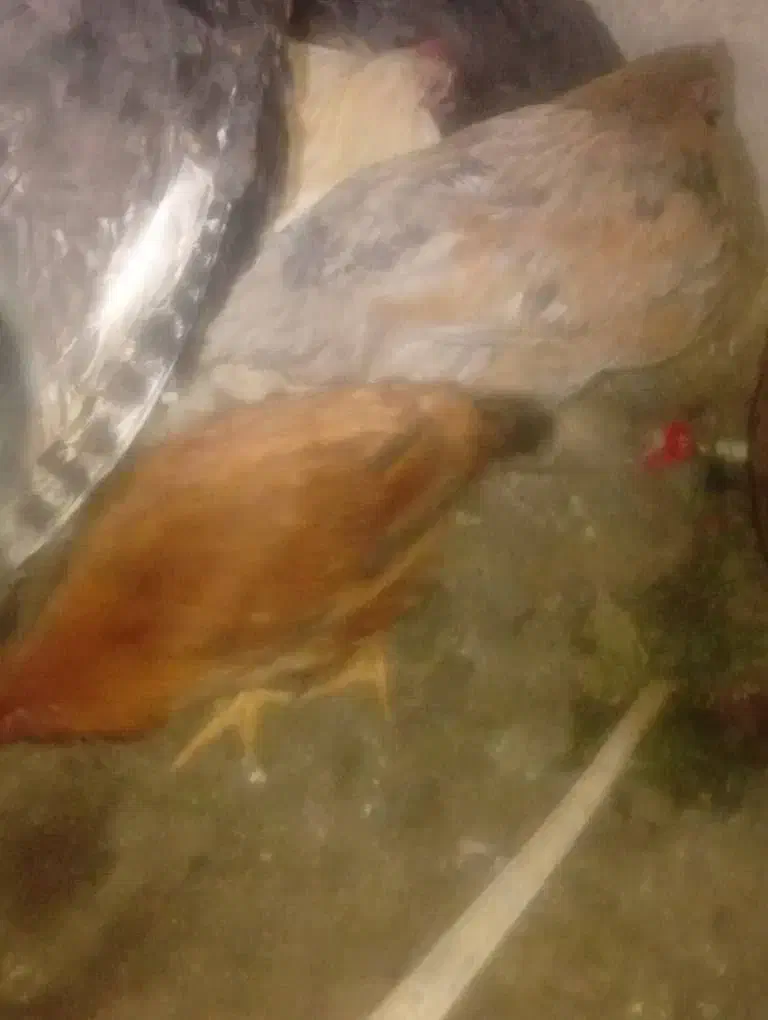 جوجه محلی زیر مرغی|حیوانات مزرعه|گنبکی, |دیوار