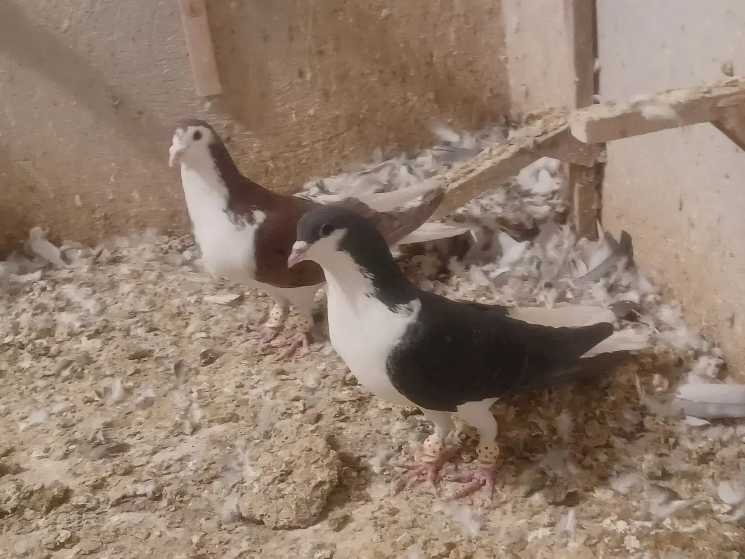 کفتر هوای شهری|پرنده|شیراز, نیستان|دیوار