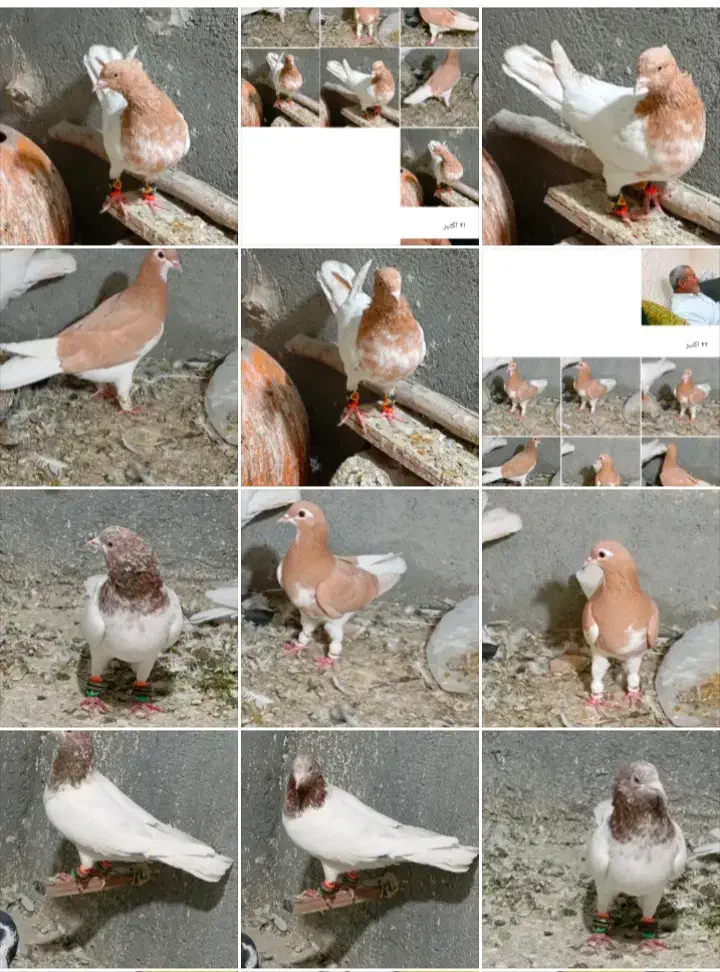 سه عدد کفتر پرش|پرنده|مشهد, امیرآباد|دیوار