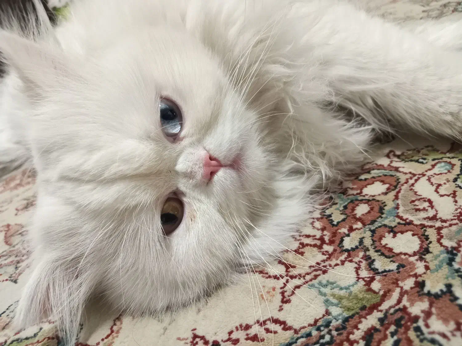 پرشین نر جهت جفگیری|گربه|سنندج, |دیوار