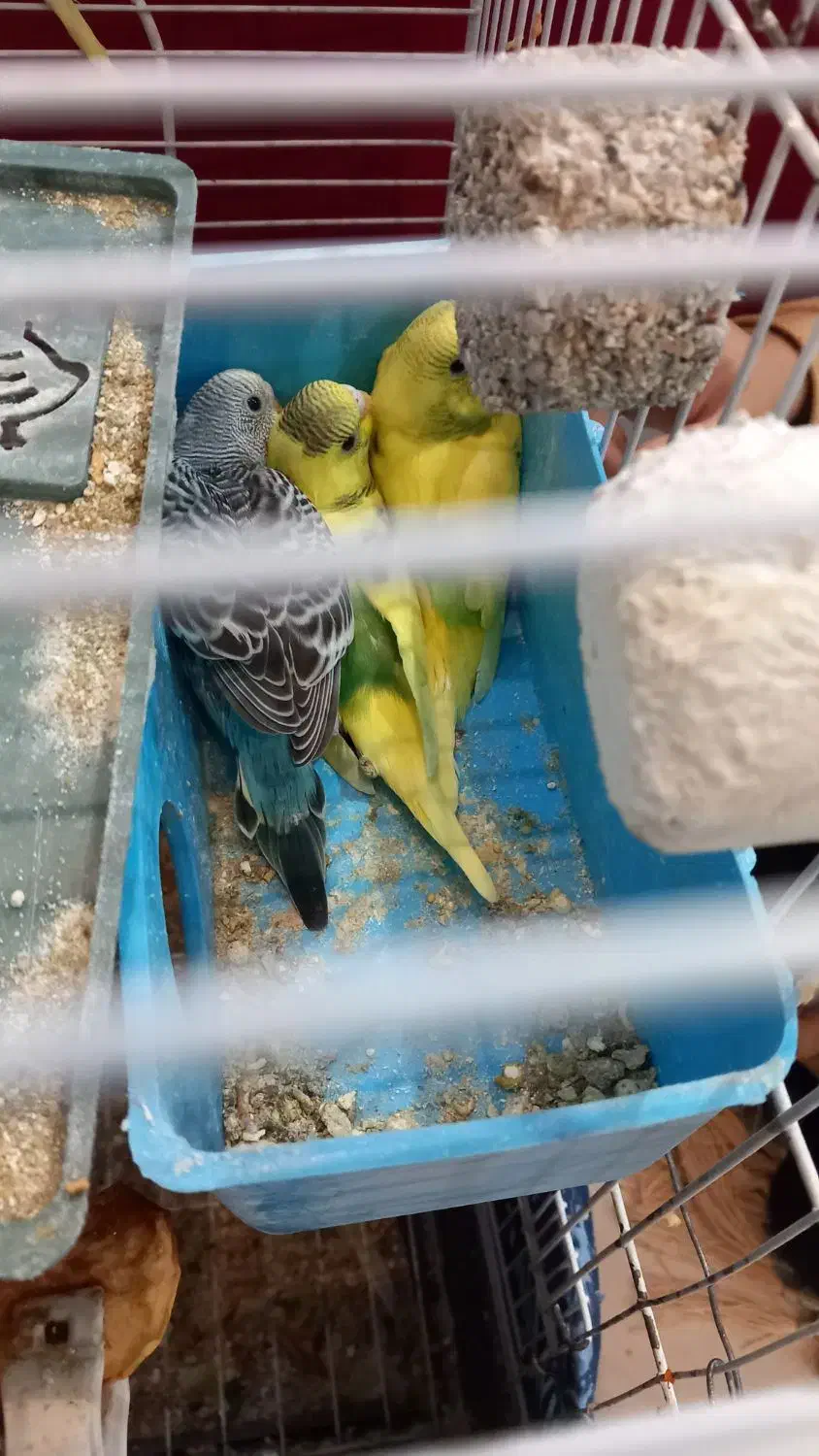 مرغ عشق آماده دستی|پرنده|رودهن, |دیوار