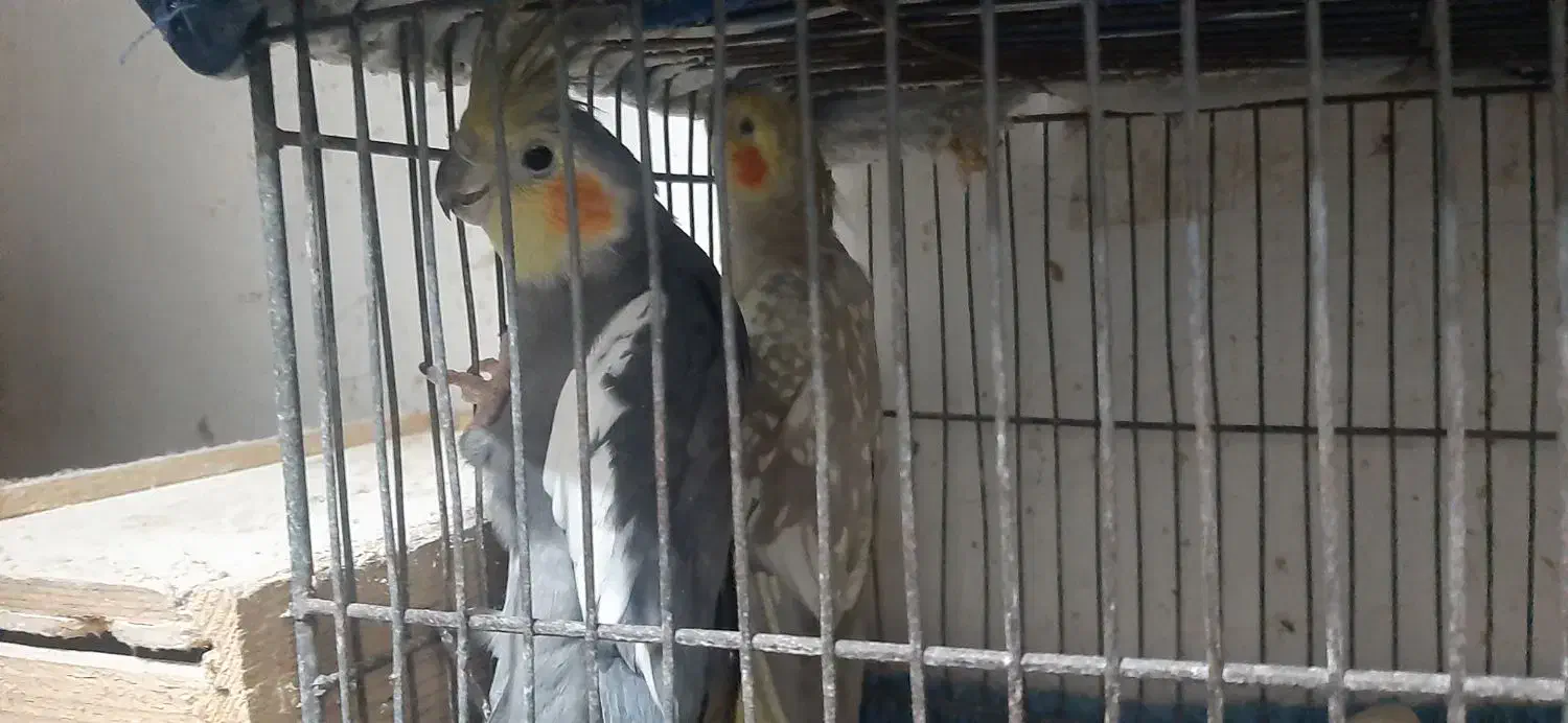 جفت عروس  زیبا|پرنده|رشت, رودبارتان|دیوار