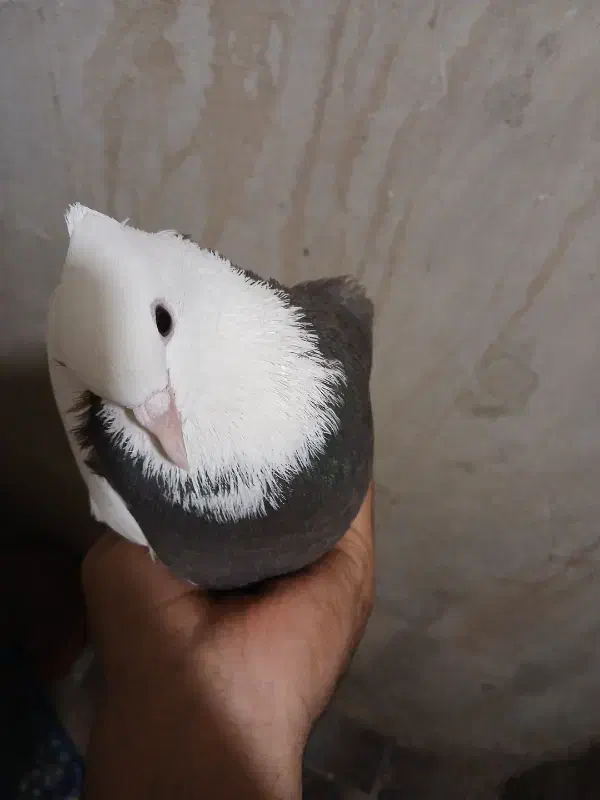 طوطی عروسک|پرنده|کرمان, |دیوار