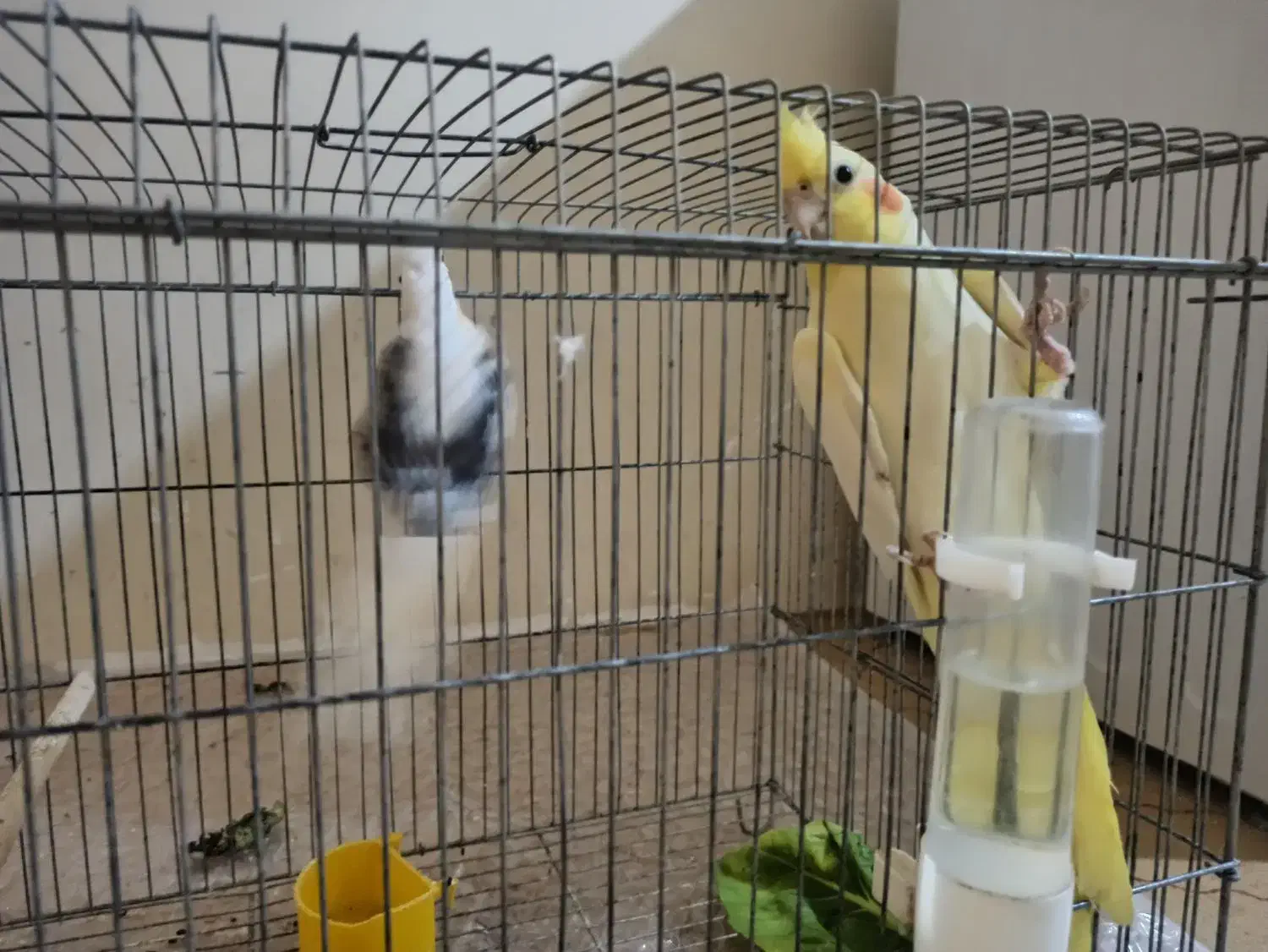 عروس هلندی|پرنده|بندر دیر, |دیوار