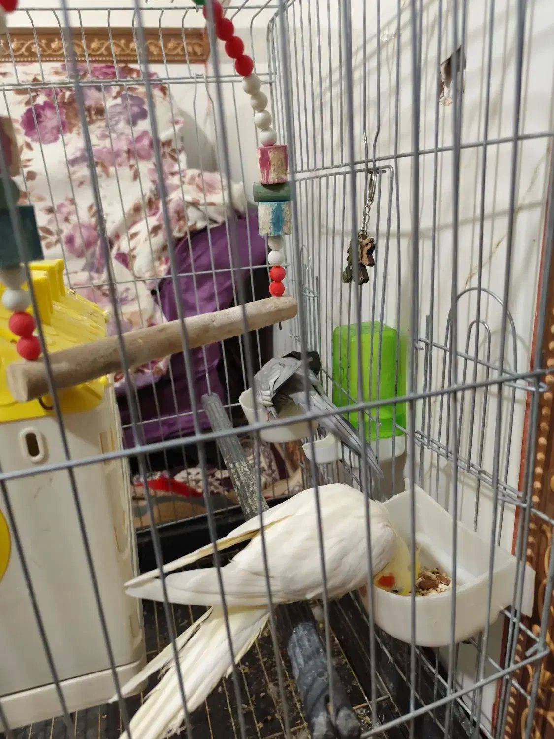 پرنده|پرنده|پاکدشت, شهرک امام رضا|دیوار