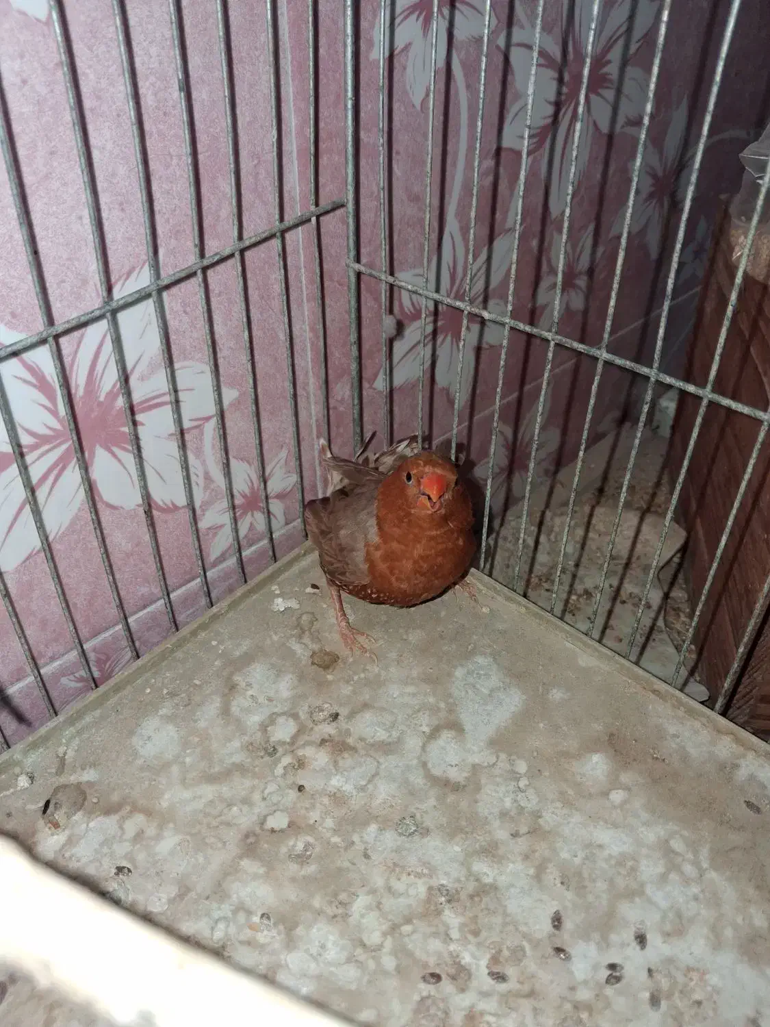 فنچ فول اورنج هاف اورنج پرنده خانگی|پرنده|بوشهر, |دیوار