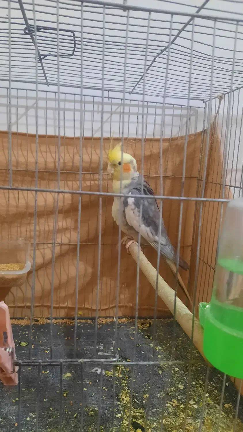 عروس هلندی نر بالغ ۴۵۰|پرنده|سبزوار, امیر کبیر|دیوار