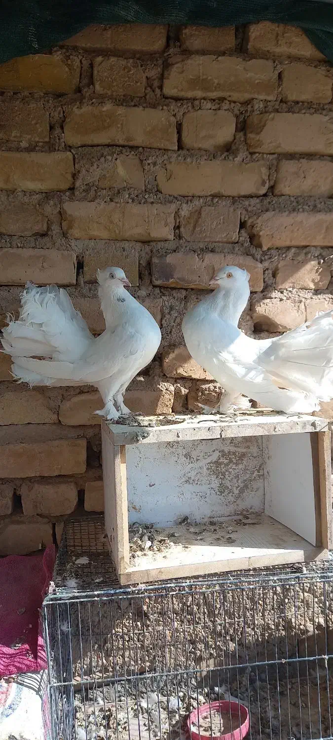 نرو ماده فانتایل آمریکایی|پرنده|اردکان, |دیوار