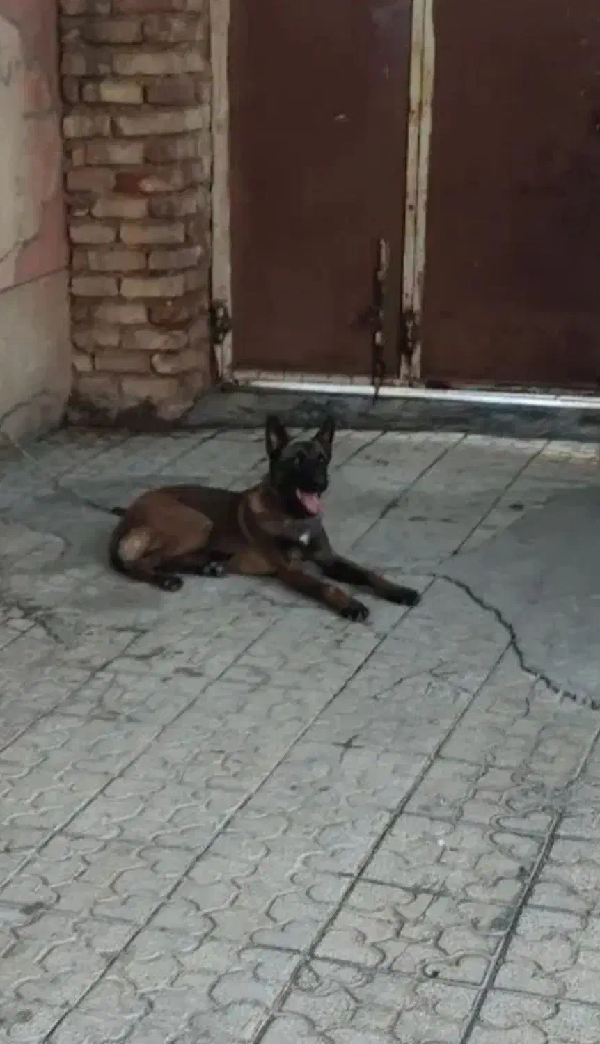 سگ بلژین مالینویز|سگ|شیراز, تاچارا|دیوار