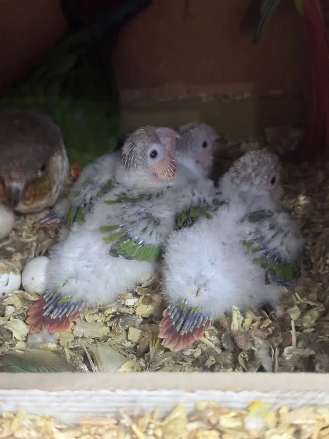 جوجه گرینچیک طوطی گرینچیک|پرنده|ری, منصوریه منگل|دیوار