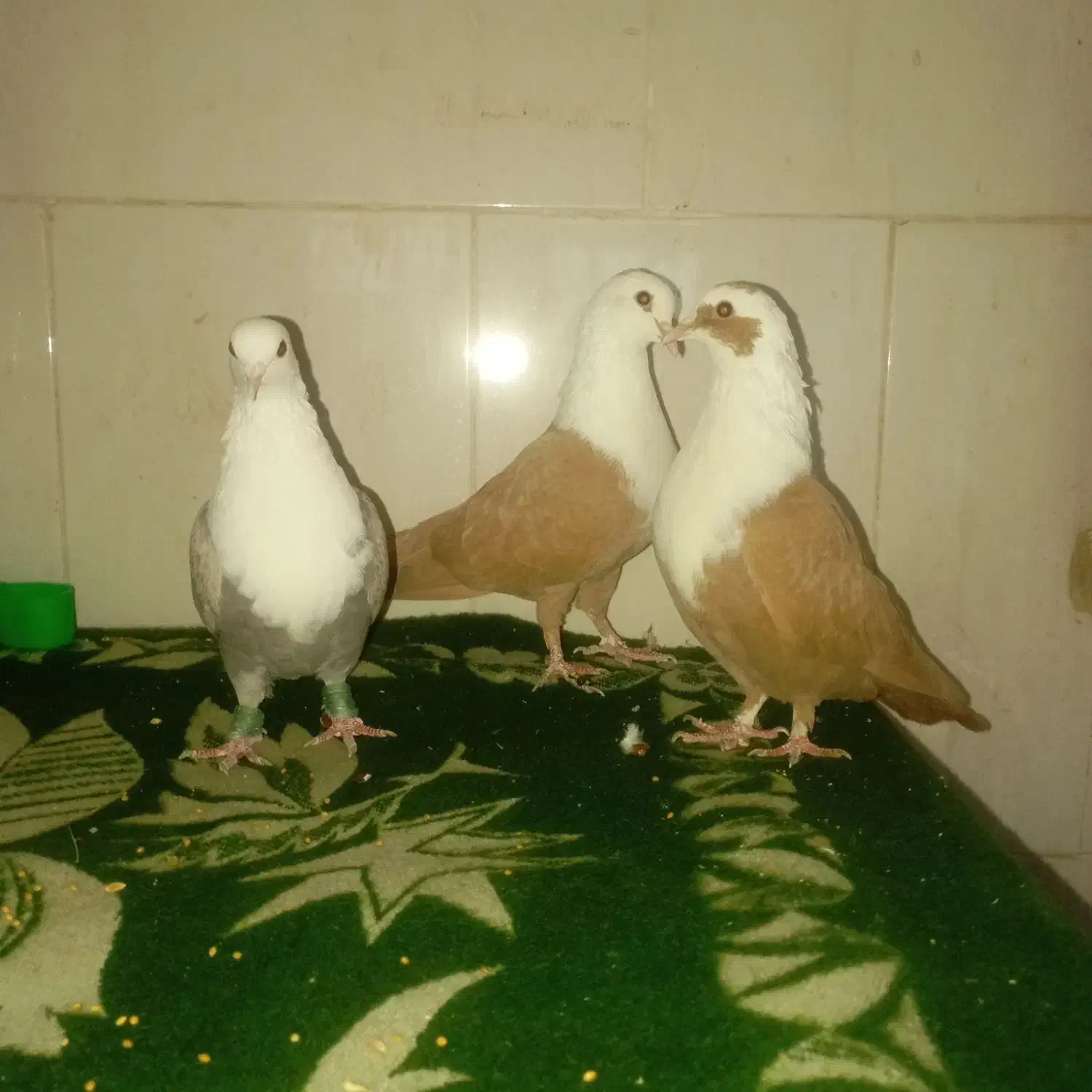 3 عدد کلاغ زرد خوشگل|پرنده|تربتحیدریه, بالا ولایت|دیوار