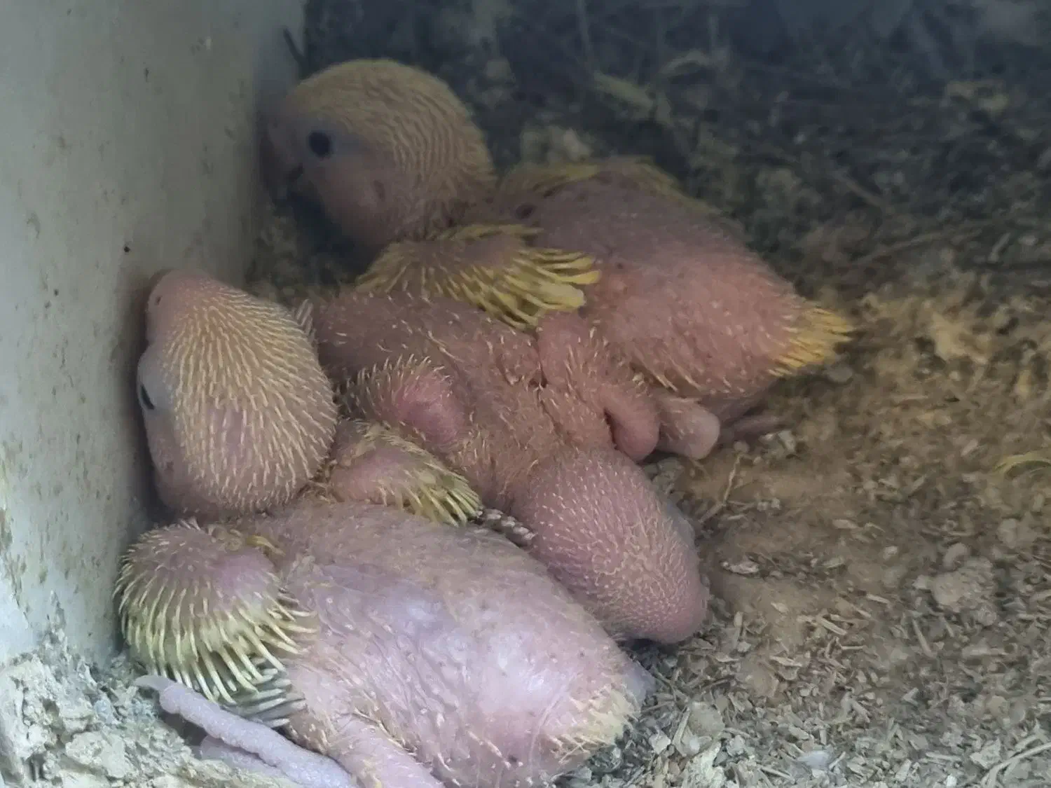 طوطی گرینچیگ طوطی برزیلی|پرنده|قرچک, زیبا شهر|دیوار