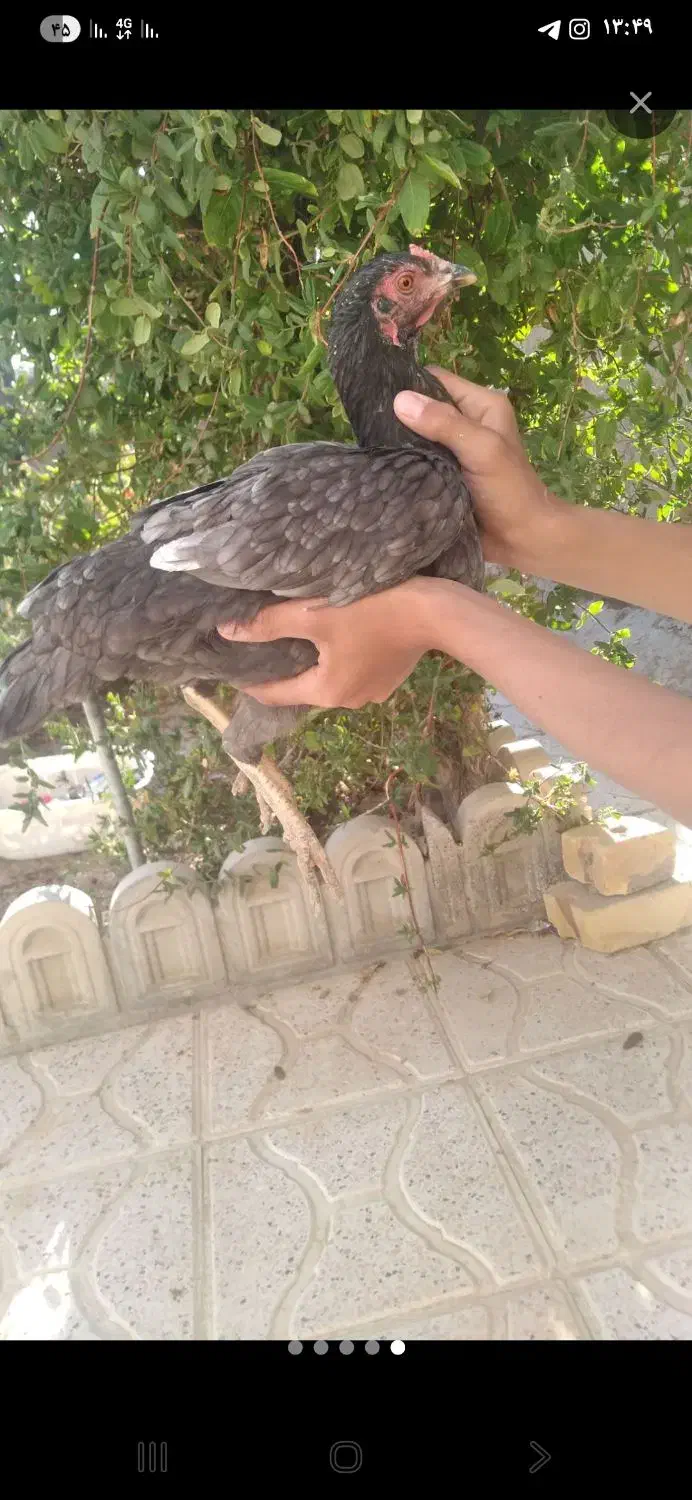 مرغ لاری|حیوانات مزرعه|خواف, |دیوار