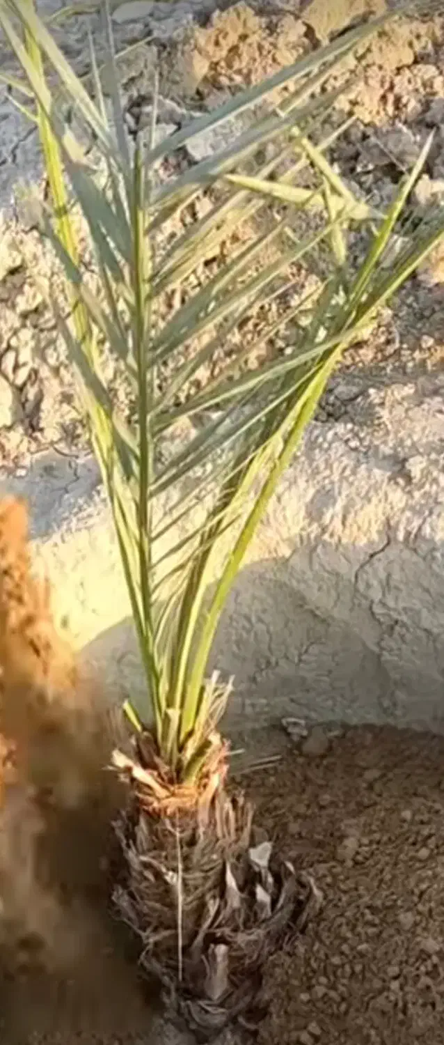 پاجوش فسیل خرما|خدمات باغبانی و درختکاری|عنبرآباد, |دیوار