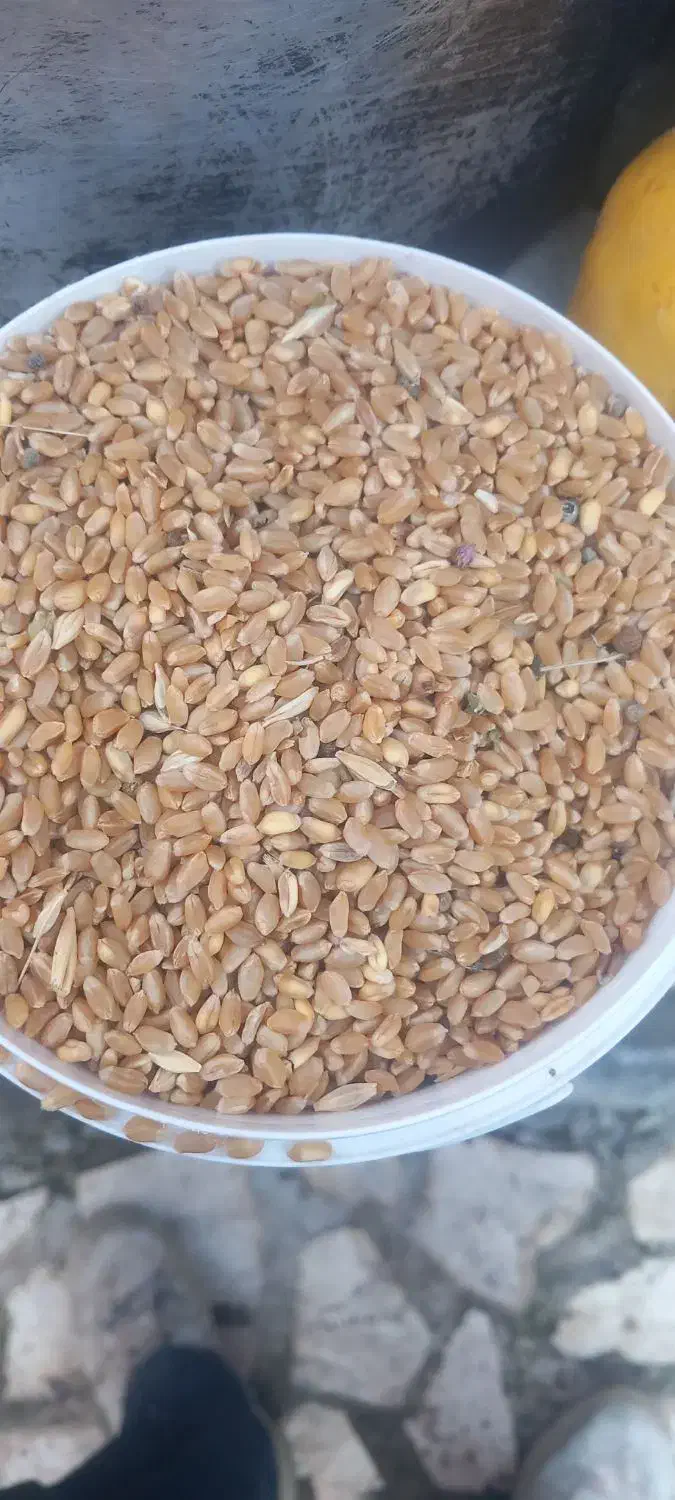 گندم قرمز آبی بذری هما|گل و گیاه طبیعی|مشگین شهر, |دیوار