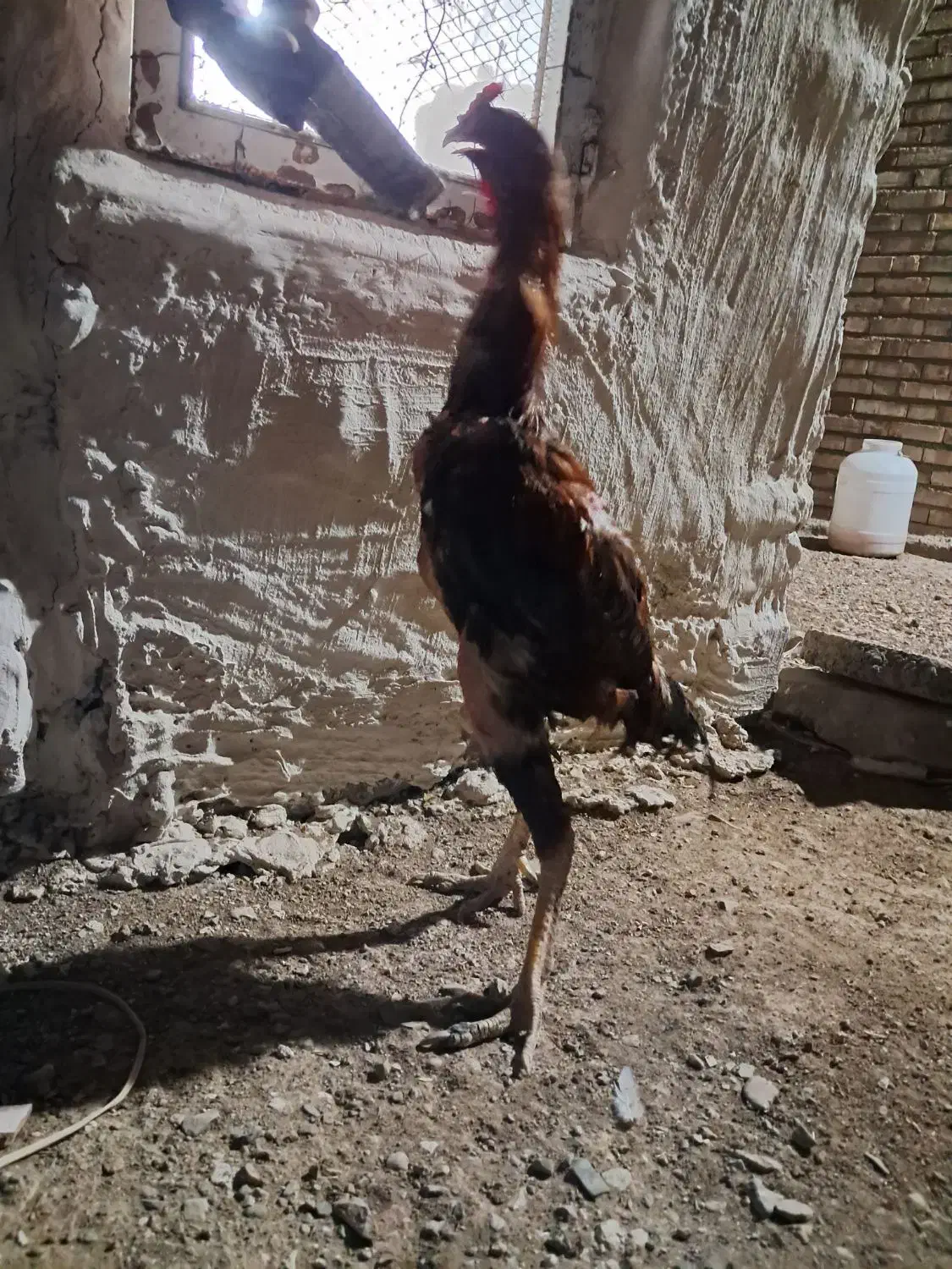 خروس لاری|حیوانات مزرعه|مرند, |دیوار