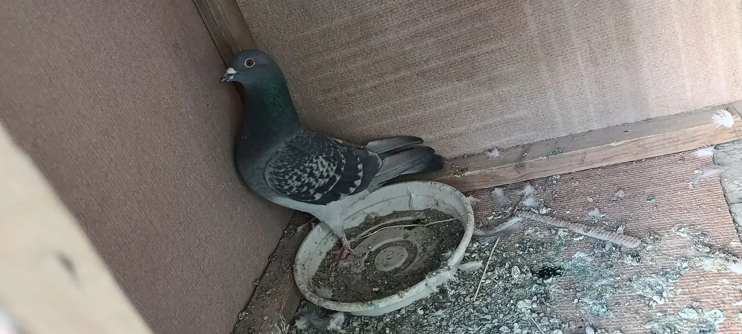 پلاکی|پرنده|اصفهان, بوزان|دیوار