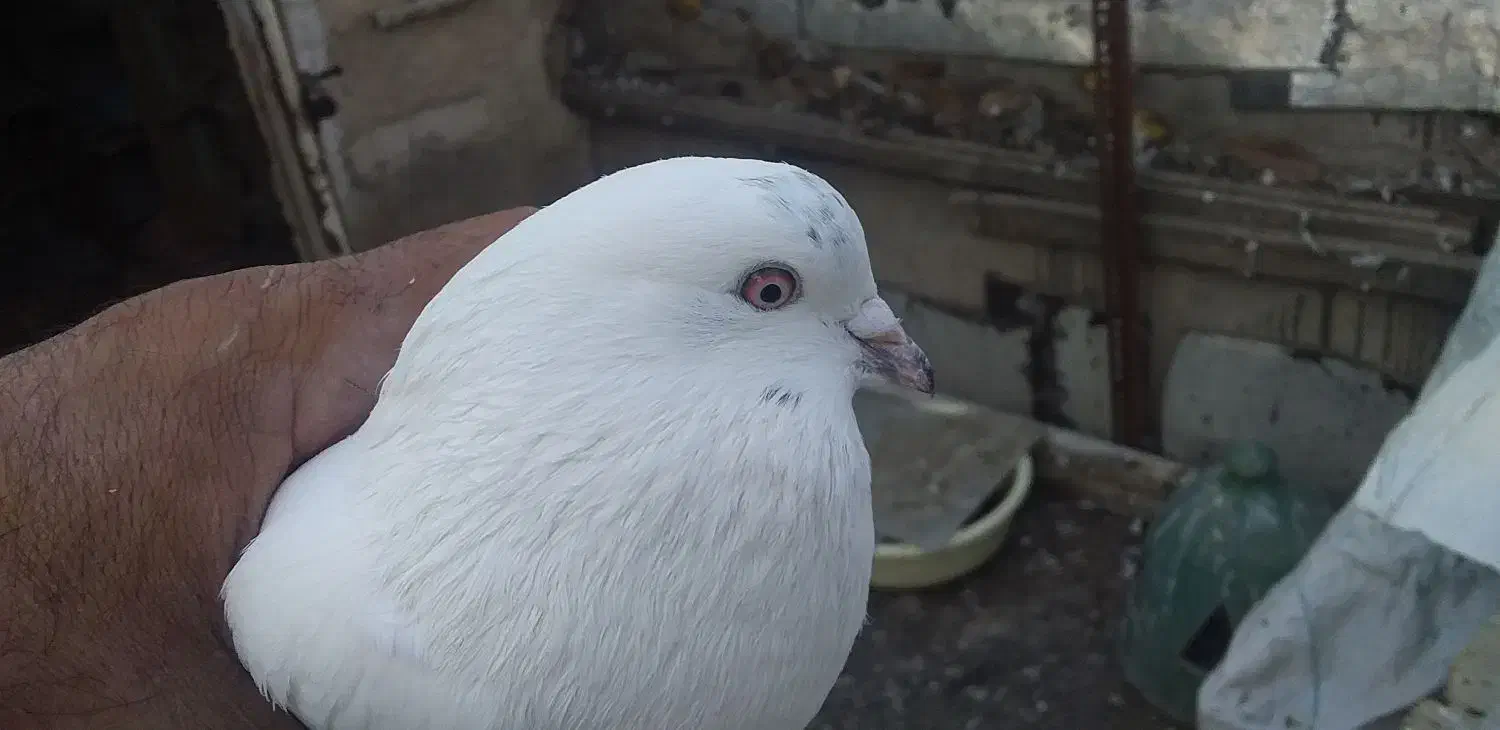 طوقی|پرنده|اردبیل, |دیوار