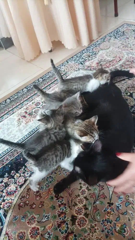 واگذاری گربه نژاددار|گربه|ماسال, |دیوار