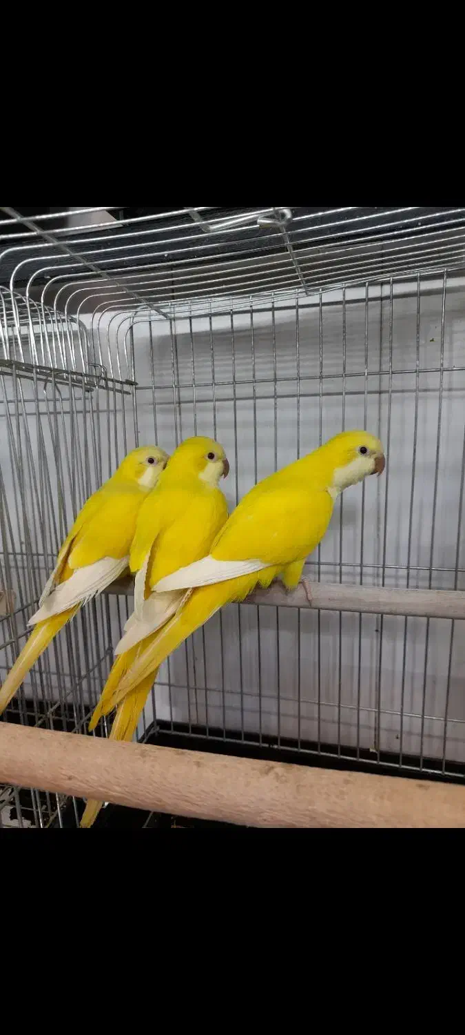 سرزمین پرندگان ققنوس|پرنده|تهران, هفت حوض|دیوار