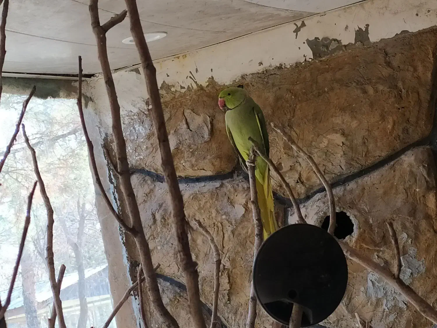 طوطی ملنگو و جفت گینجک|پرنده|شاندیز, |دیوار