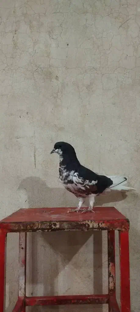 ماده‌ شهری گل‌دار|پرنده|شیراز, هفت تنان|دیوار