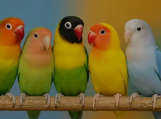 طوطی برزیلی|پرنده|شاهین‌شهر, طالقانی|دیوار