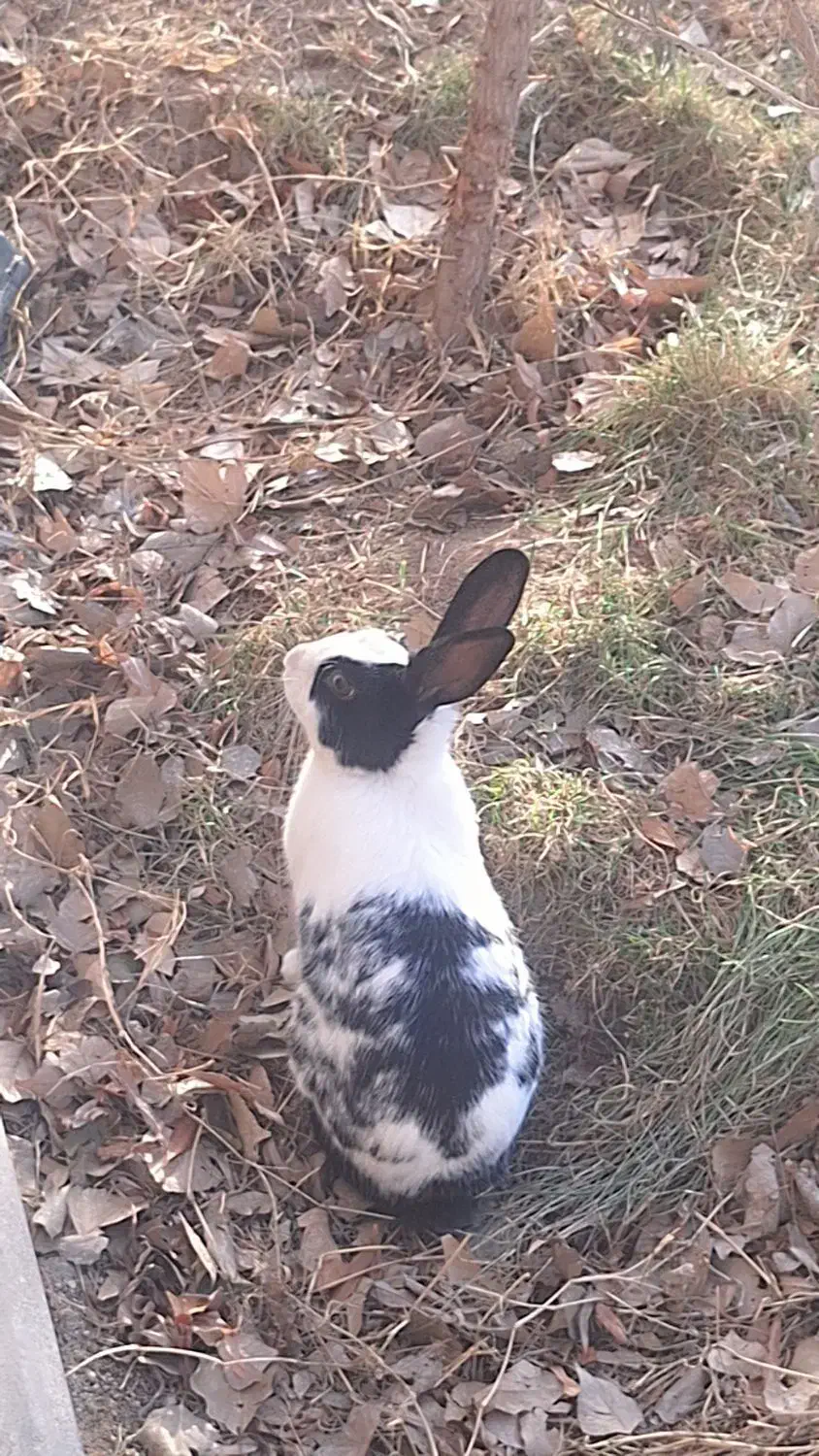 سلام یه خرگوش|موش و خرگوش|صفادشت, |دیوار